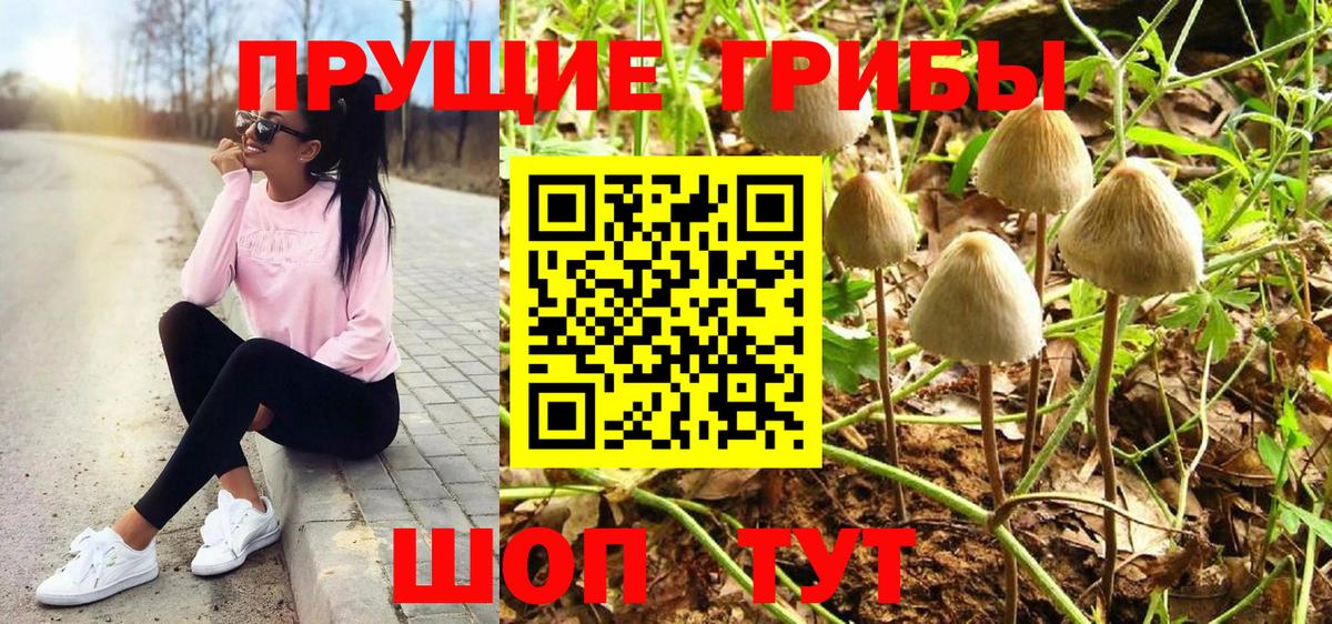 Гусев  Псилоцибиновые грибы мицелий  купить наркотики сайты  Вход с VPN 